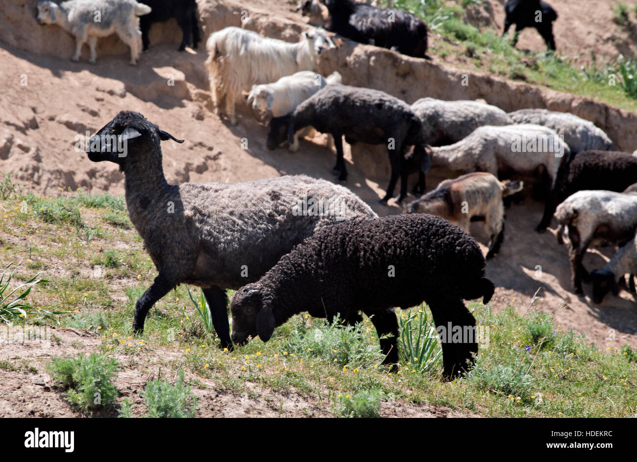 Black sheep in grass hi-res stock photography and images - Alamy