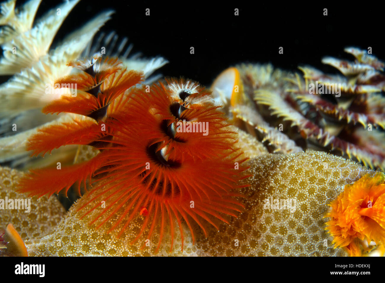 UNderwater macro photography Stock Photo Alamy