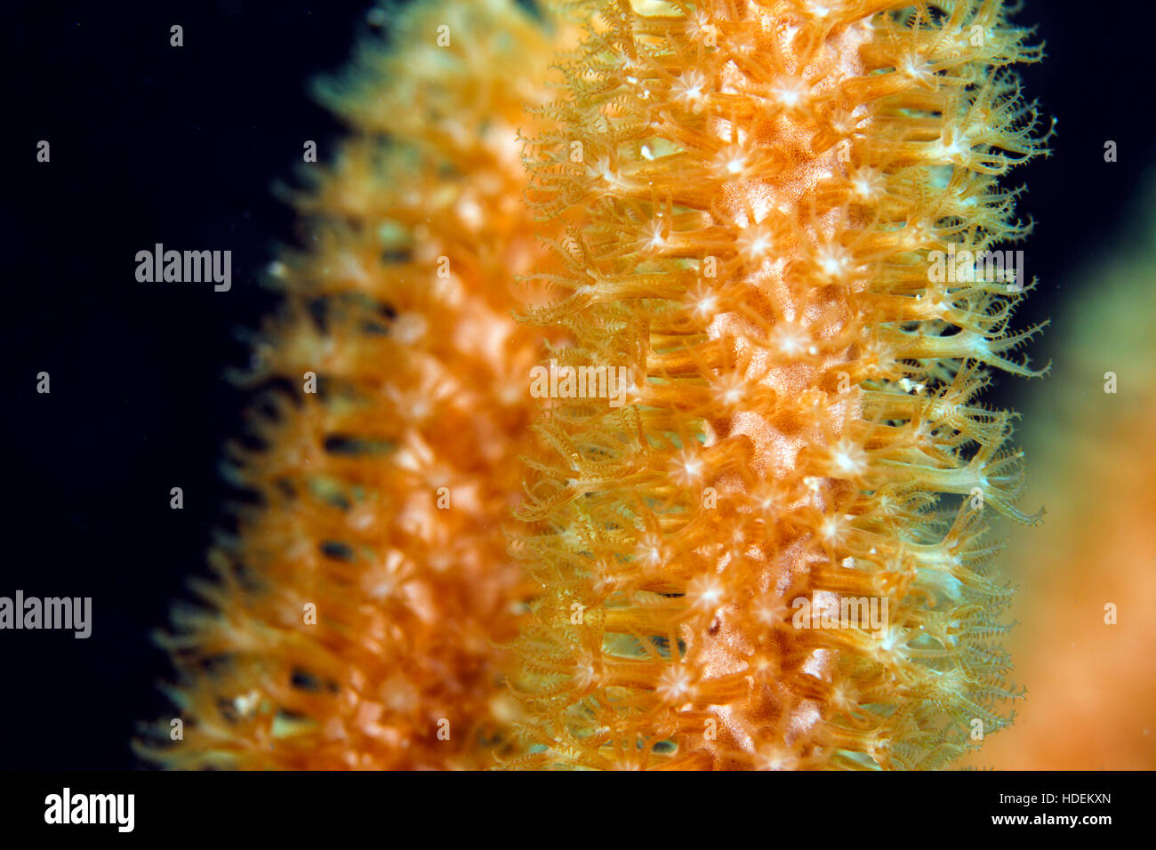 UNderwater macro photography Stock Photo Alamy