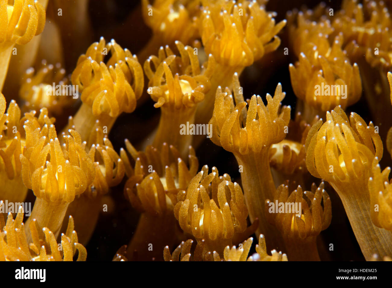 UNderwater macro photography Stock Photo Alamy