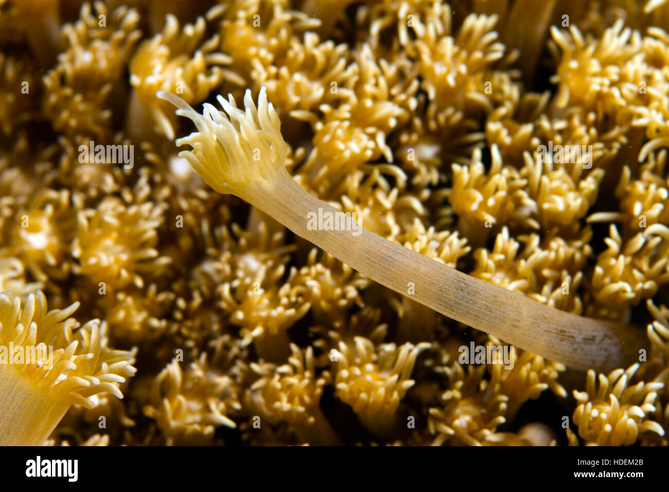 UNderwater macro photography Stock Photo Alamy
