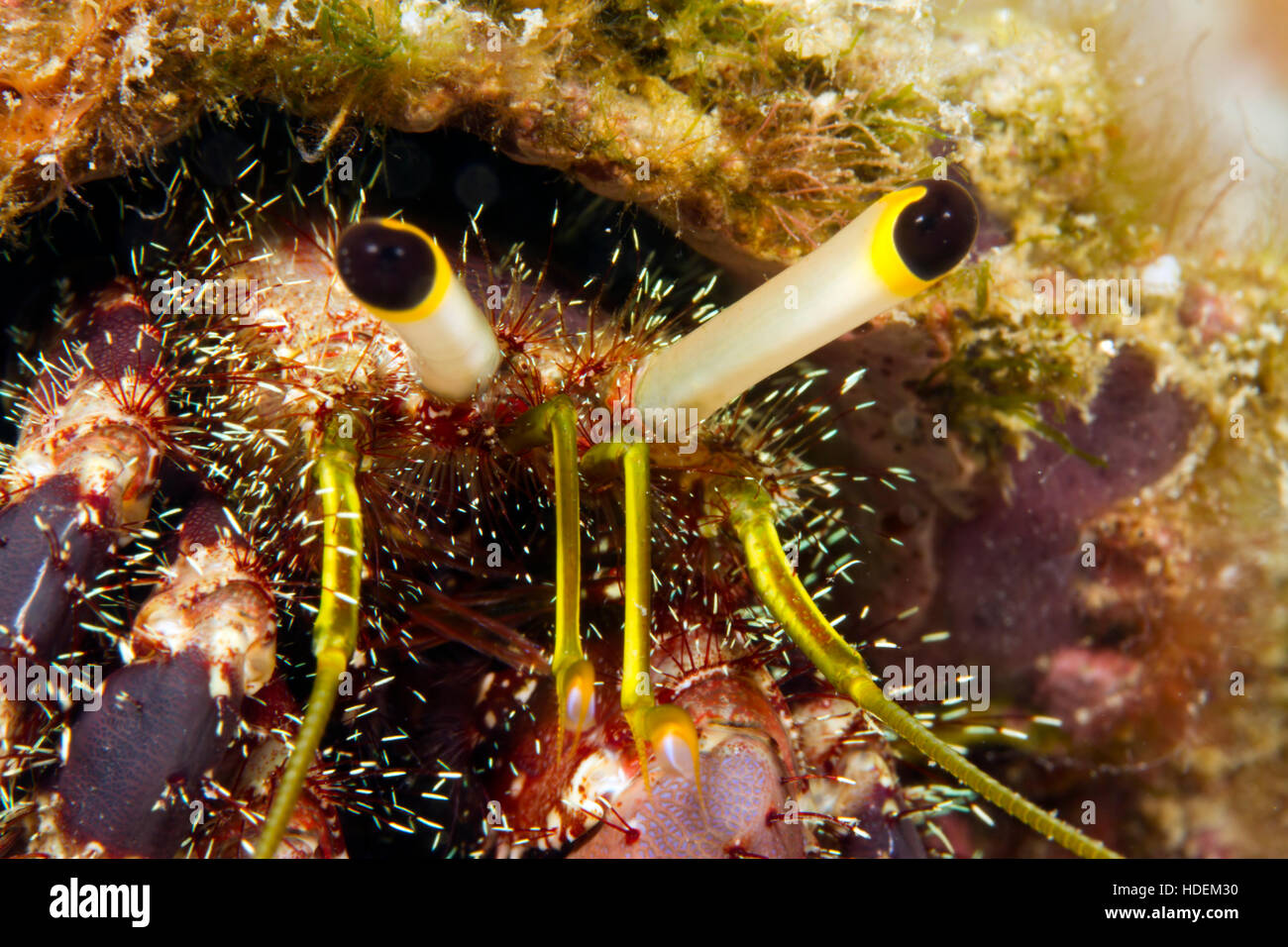 UNderwater macro photography. HErmit crab eyes Stock Photo Alamy