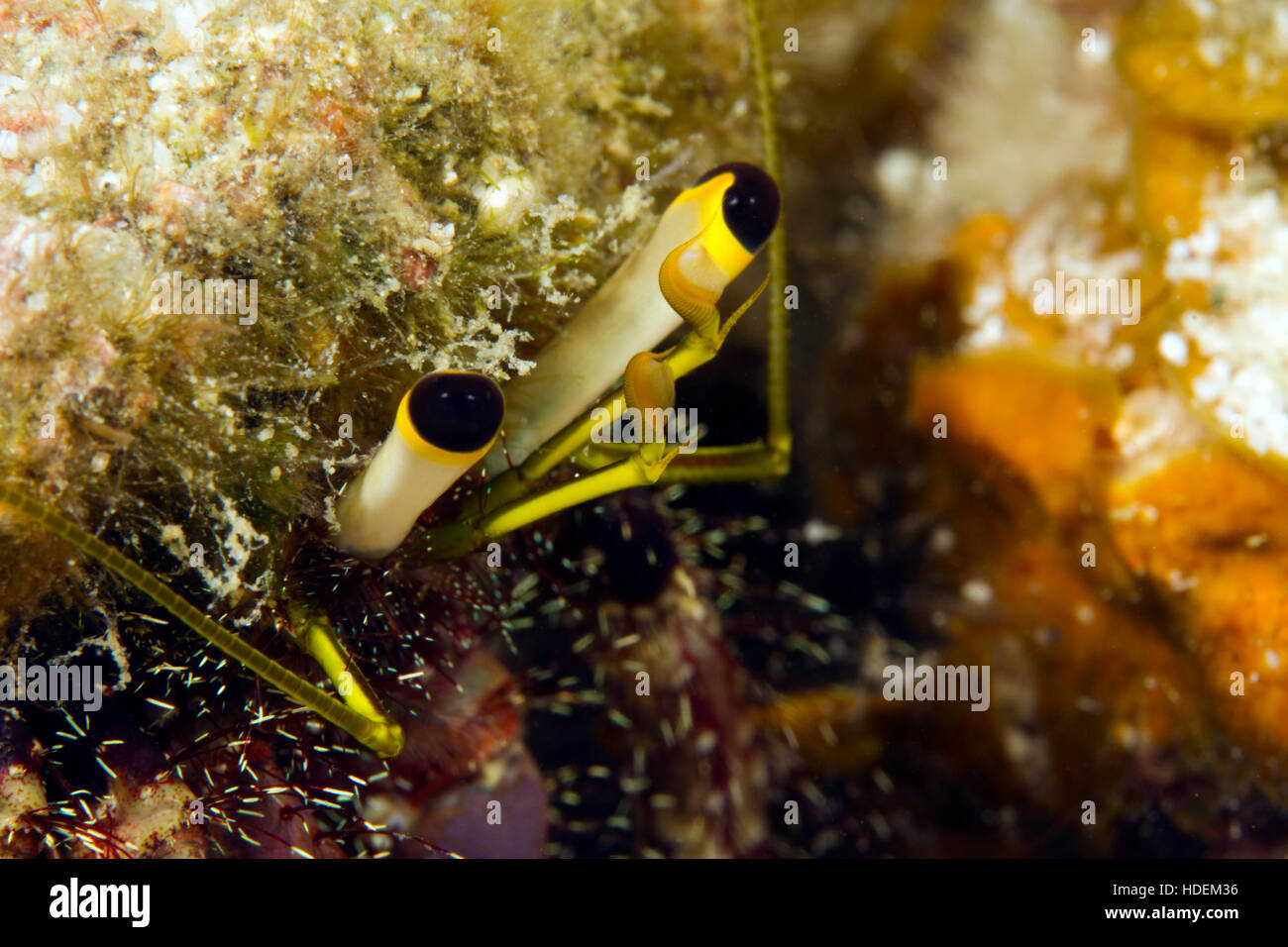 UNderwater macro photography. Hermit Crab eyes Stock Photo Alamy