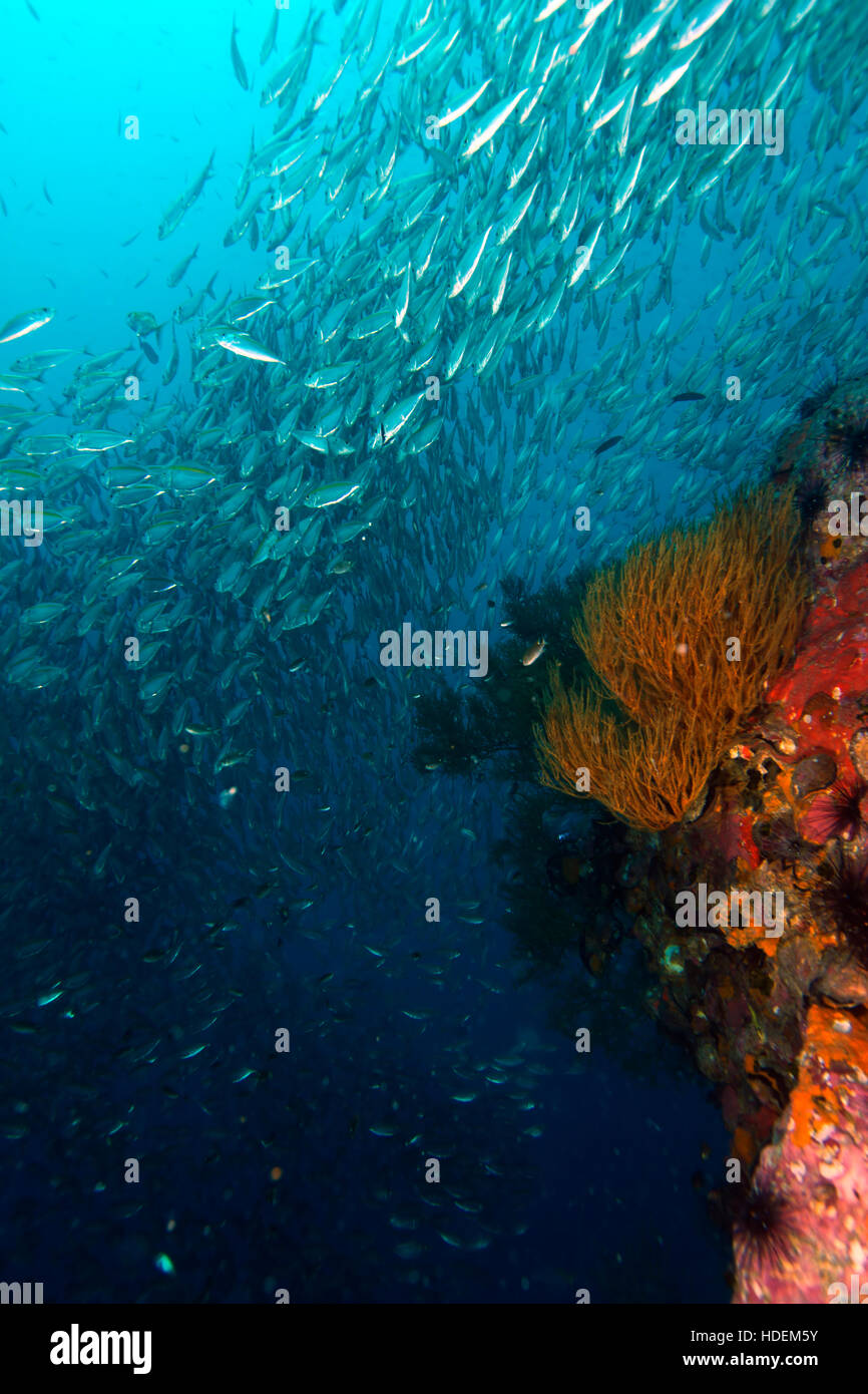 Reef fish schooling hi-res stock photography and images - Alamy