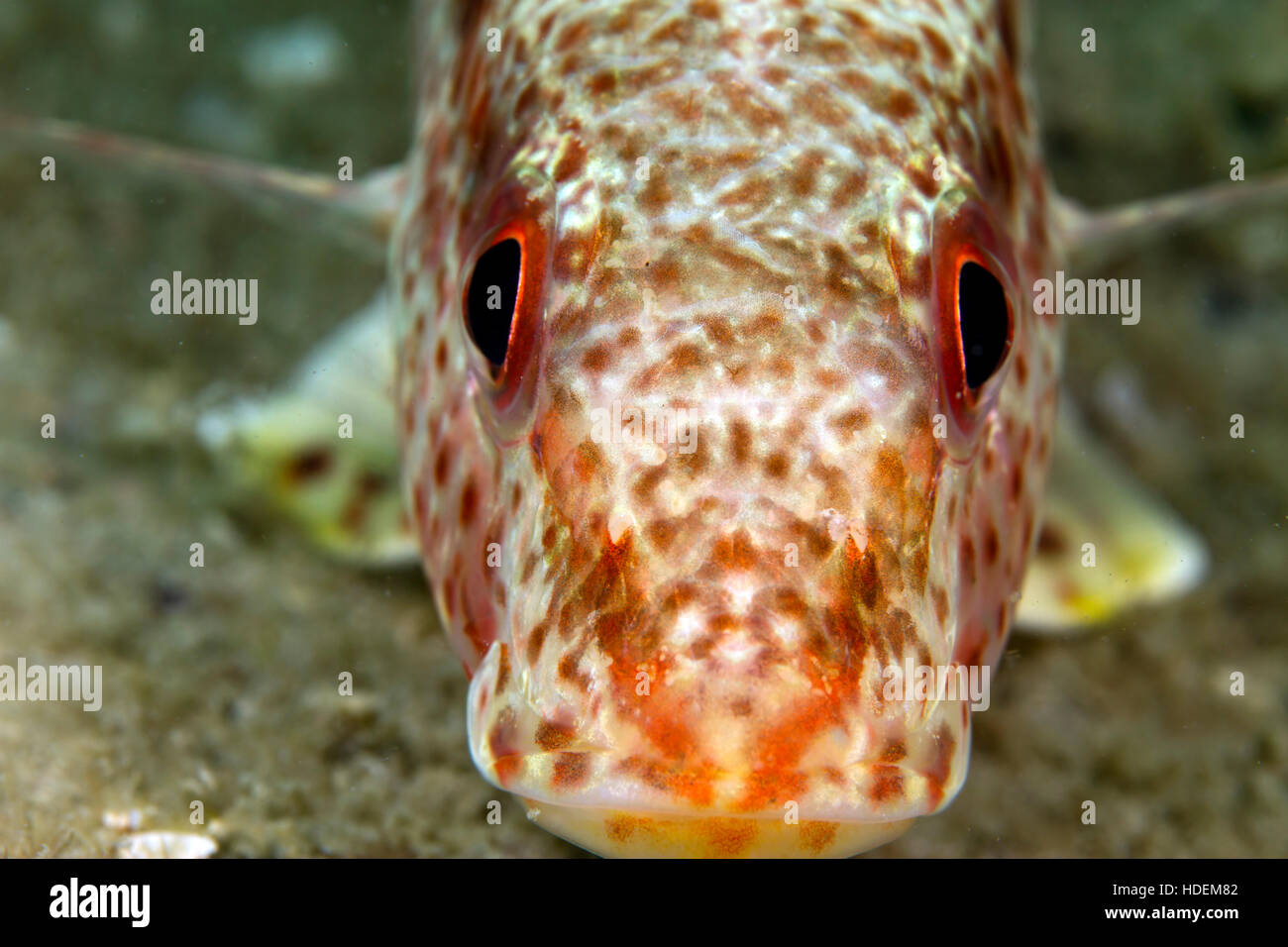 Fish eyes macro. This beautiful little fella allowed me to line up to get a shot with both eyes razor sharp. Love the lines too. Stock Photo
