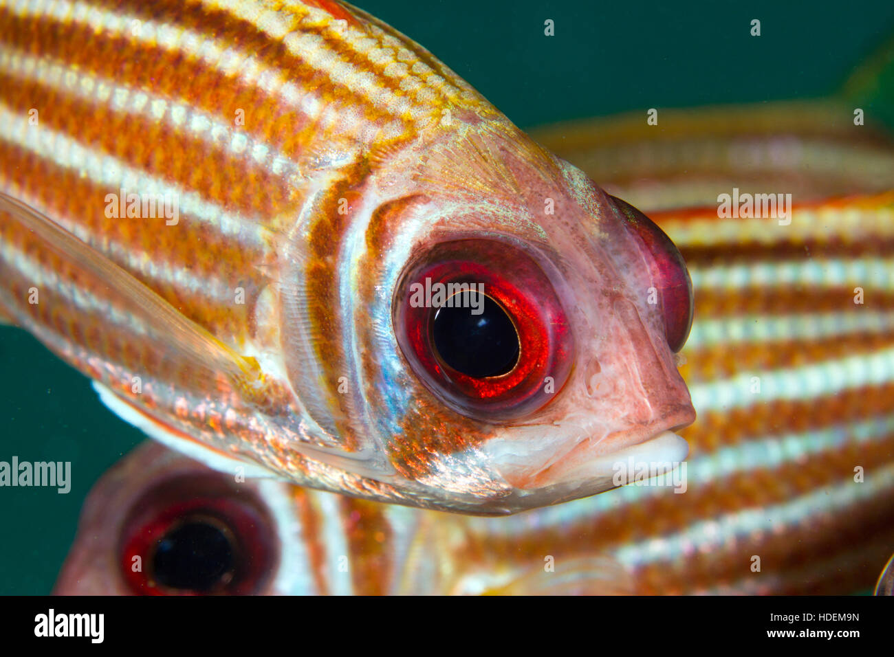Squirrel fish up close. Underwater marine like around Koh Tao, Thailand. Stock Photo