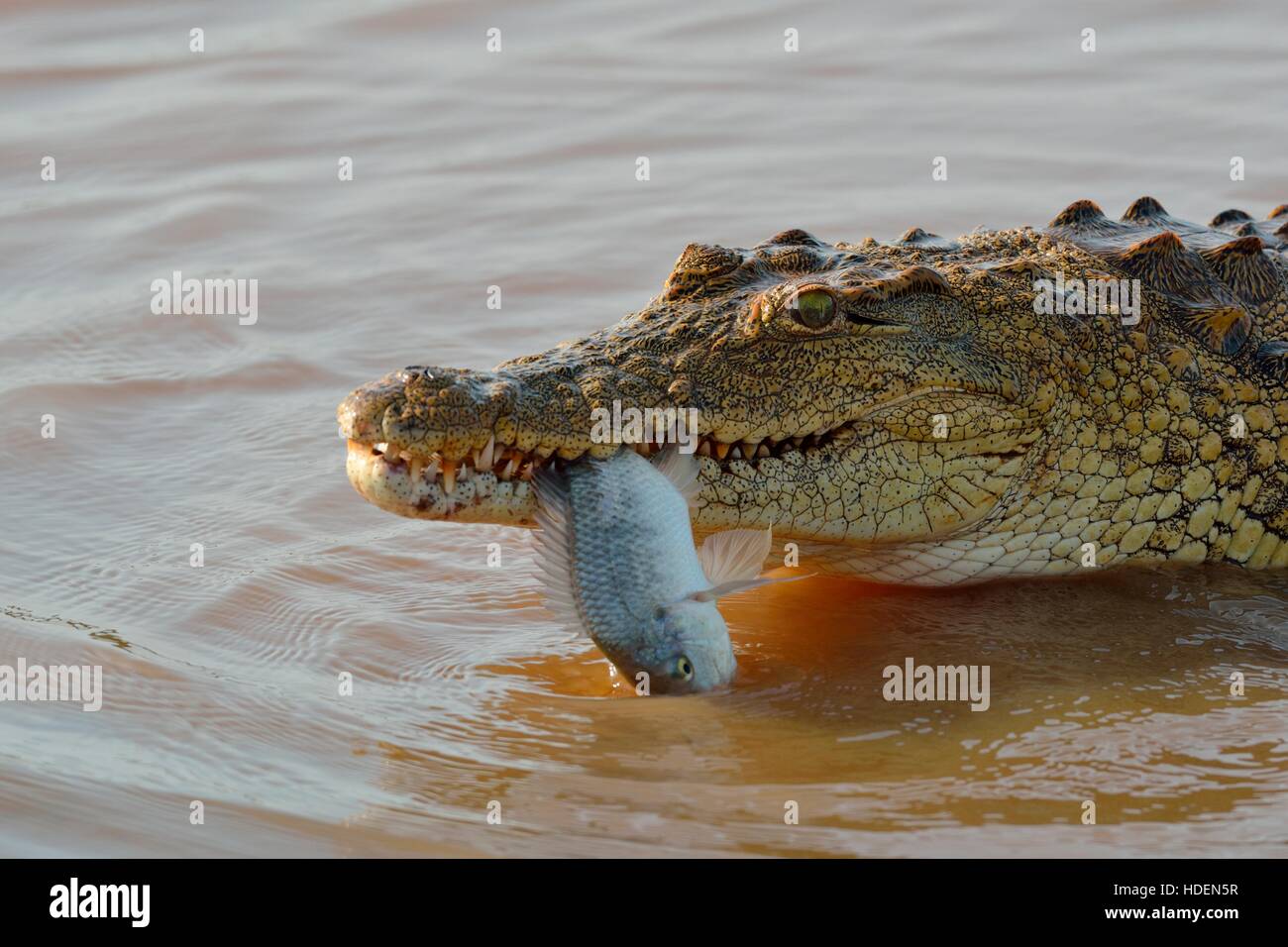 Nile crocodile (Crocodylus niloticus) with fish still alive in its mouth, Sunset Dam, Kruger National Park, South Africa, Africa Stock Photo