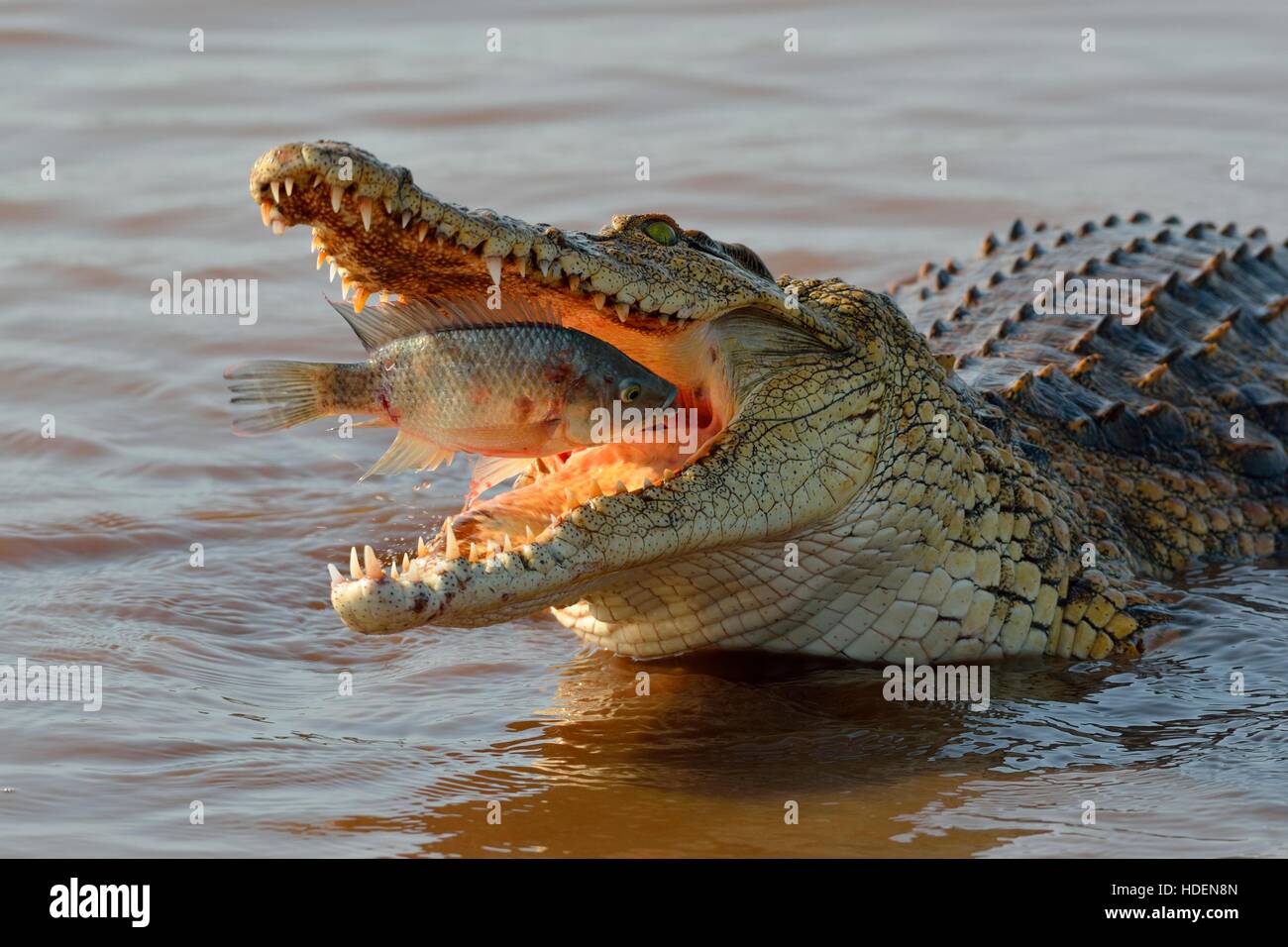 Nile crocodile (Crocodylus niloticus) with fish still alive in its mouth, Sunset Dam, Kruger National Park, South Africa, Africa Stock Photo