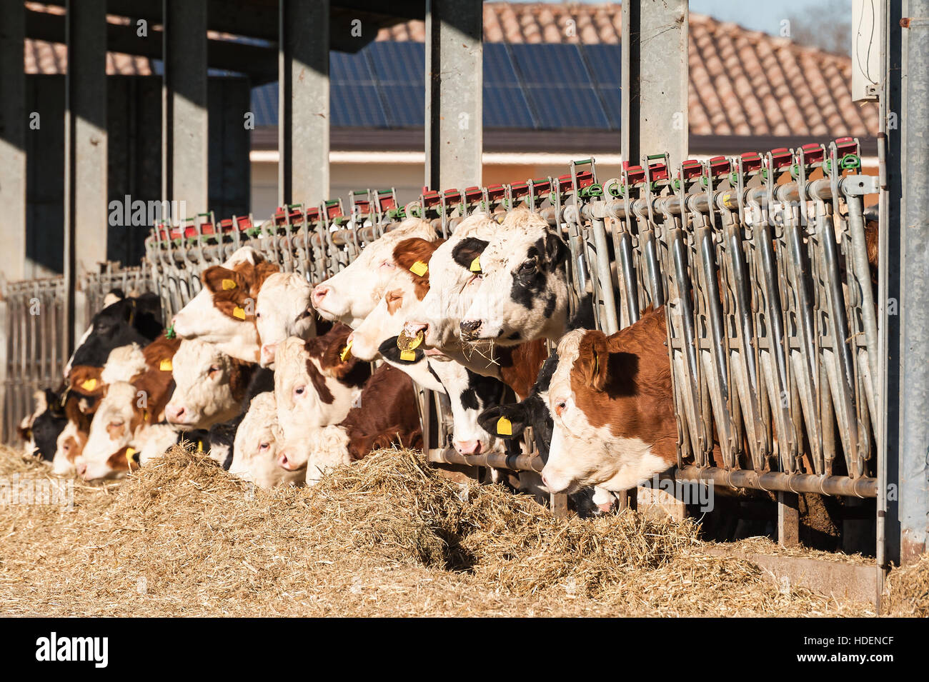 Many cows eating hay on feeding trough Stock Photo Alamy