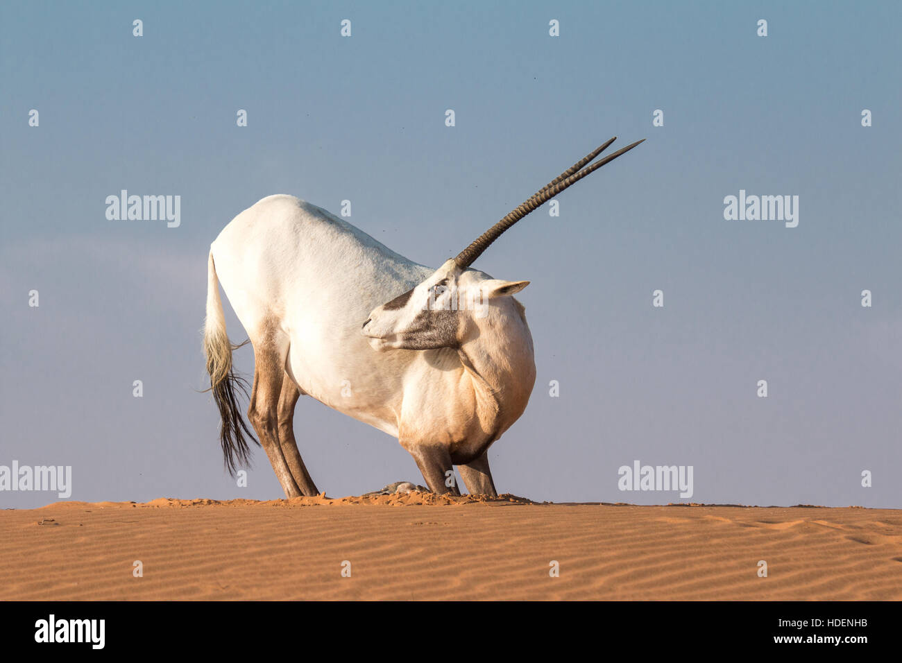 Arabian Oryx Oryx Leucoryx In The Desert During Early Morning Hours