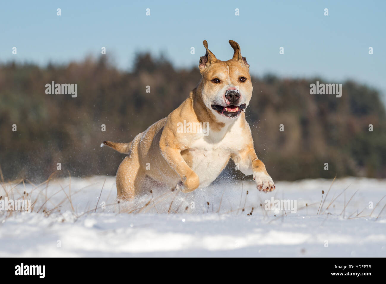 Powerful American Pit Bull Terrier enjoying the snow on a sunny winter day Stock Photo