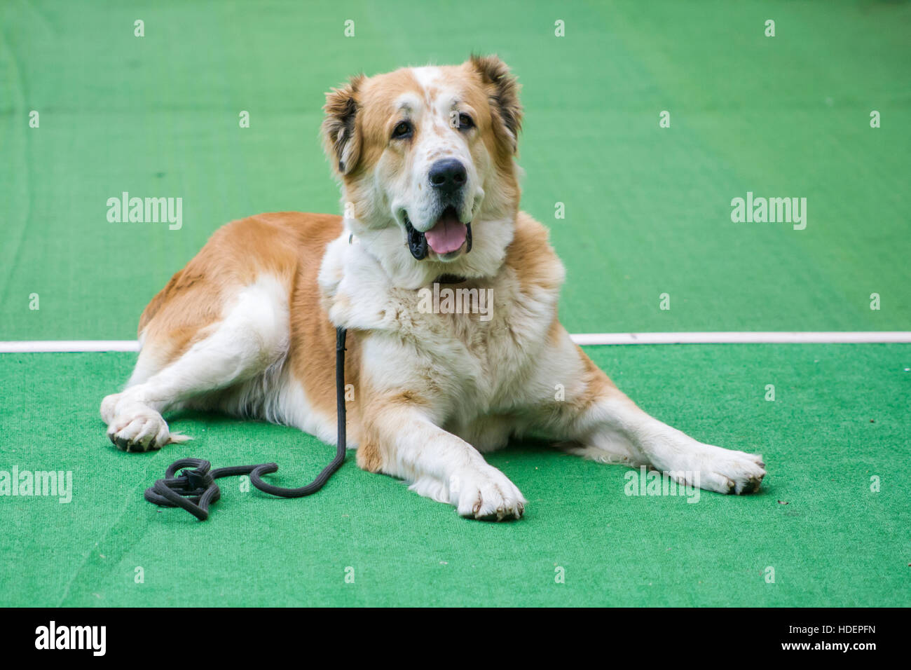 Central Asian Shepherd dog lying on a green carpet with a collar and leash in Bojnice, Slovakia Stock Photo