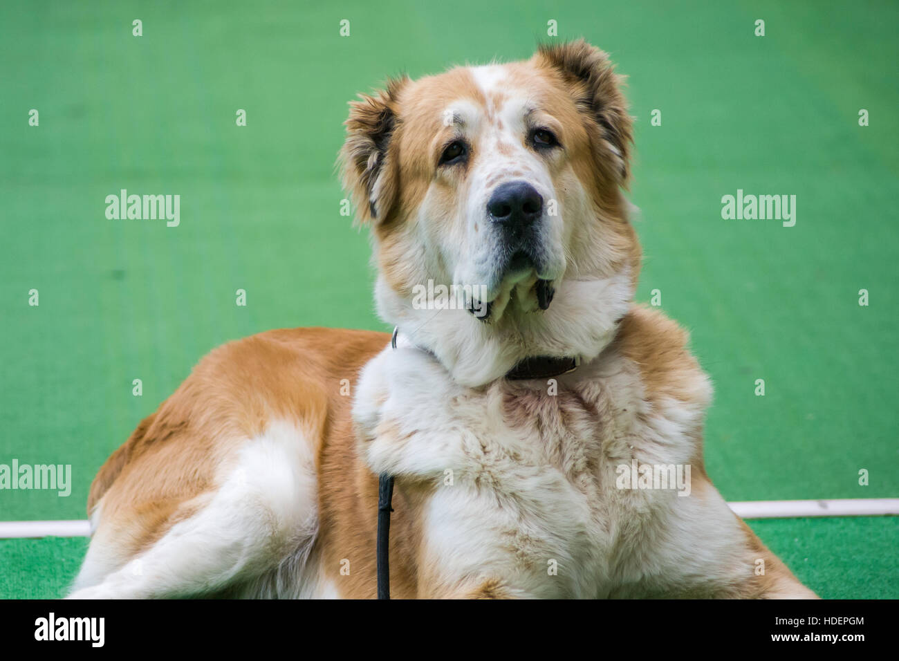 Central Asian Shepherd dog lying on a green carpet with a collar and leash in Bojnice, Slovakia Stock Photo