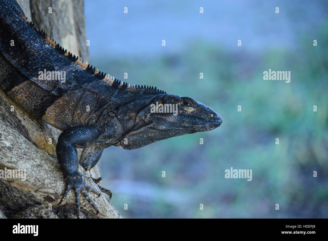 Iguana watching the camera, catching the sunlight on a tree Stock Photo