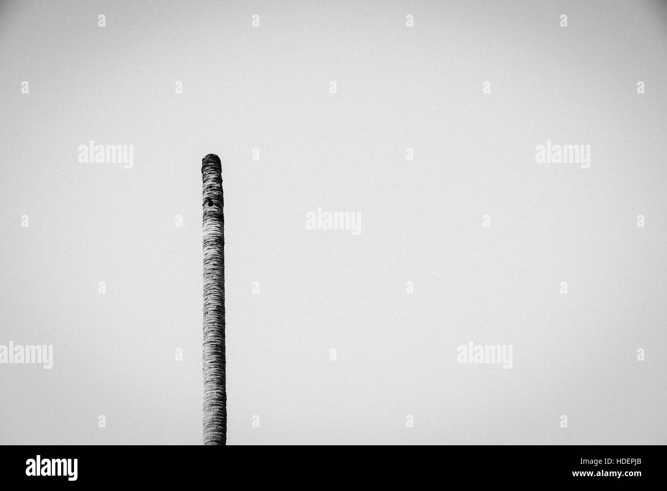 Dead palm leafless palmtree with a woodpecker hole Stock Photo