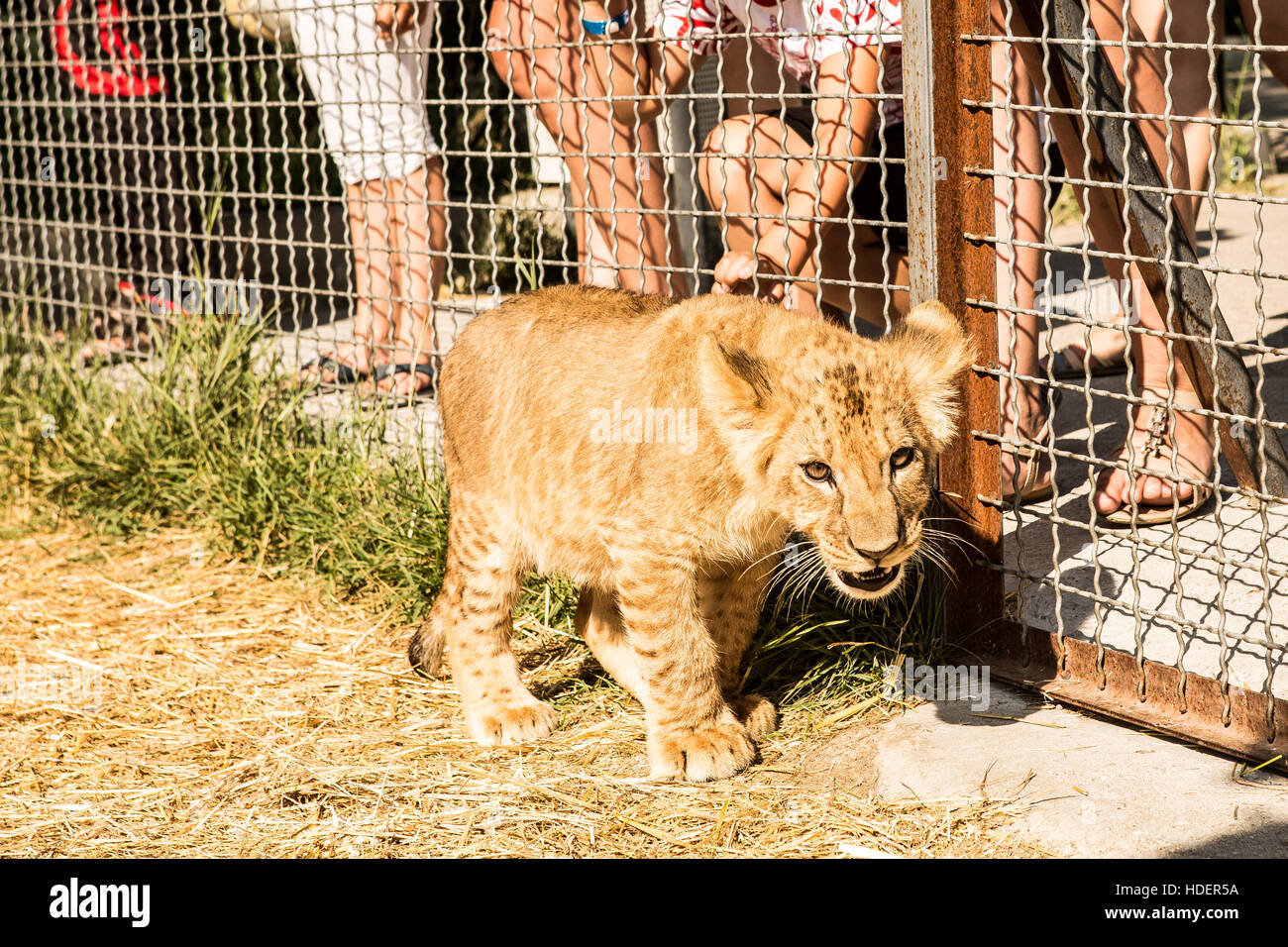 Lion cub and children in lion parlk Taigan, Crimea, Russia Stock Photo