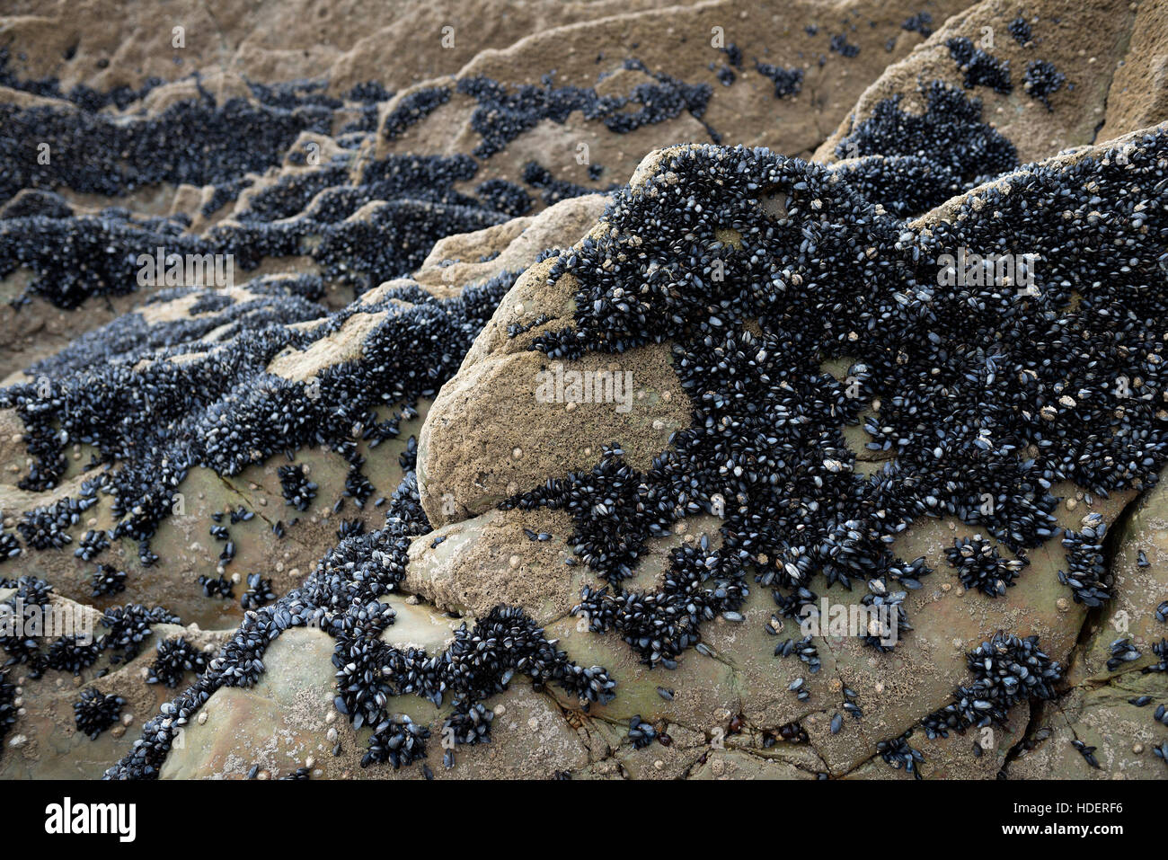 Sea Mussels, Atlantic Ocean, Crozon, France Stock Photo Alamy