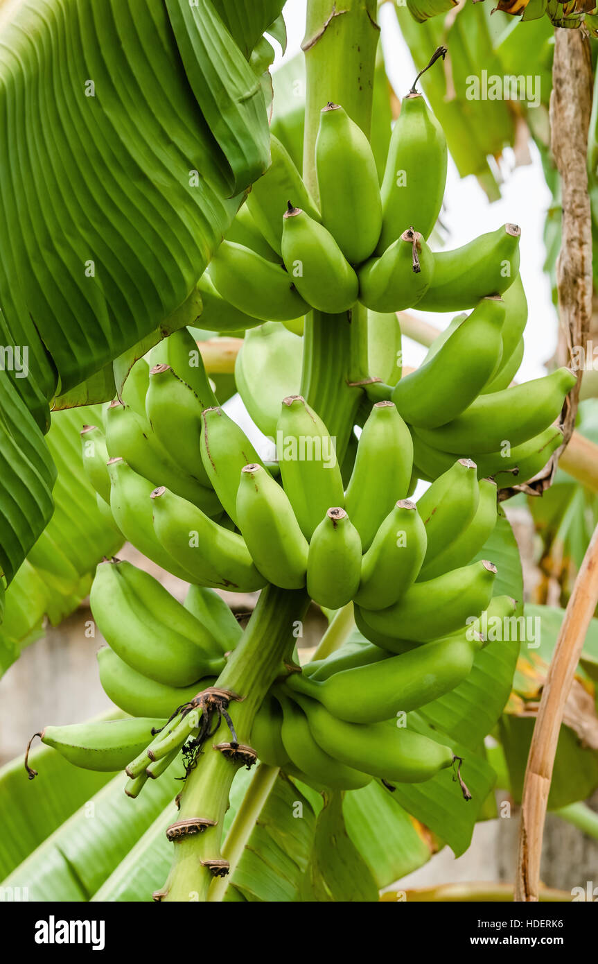 https://c8.alamy.com/comp/HDERK6/green-organic-banana-bunch-on-the-tree-tropical-climate-fruit-HDERK6.jpg