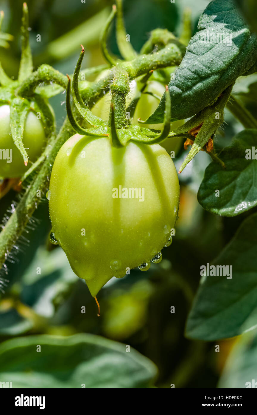 Green vine tomatoes organic gardening closeup plant Stock Photo - Alamy