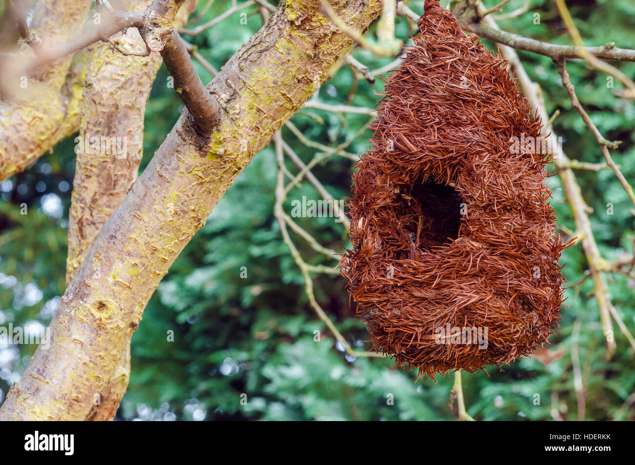 Bird nest house shelter hanging off a branch of a tree Stock Photo