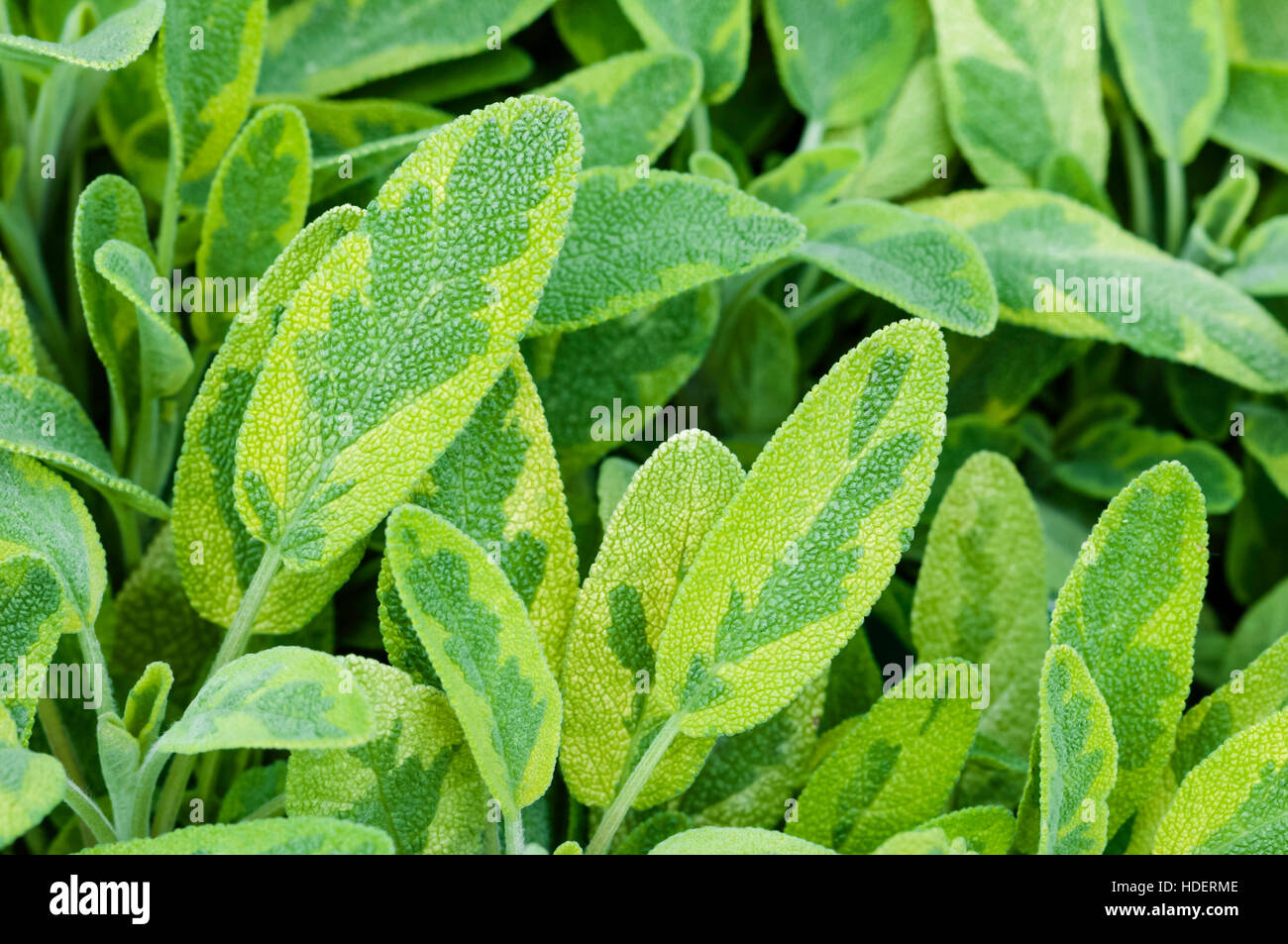 Golden leaf sage herb spice tea plant icterina officinalis salvia lamiaceae closeup Stock Photo