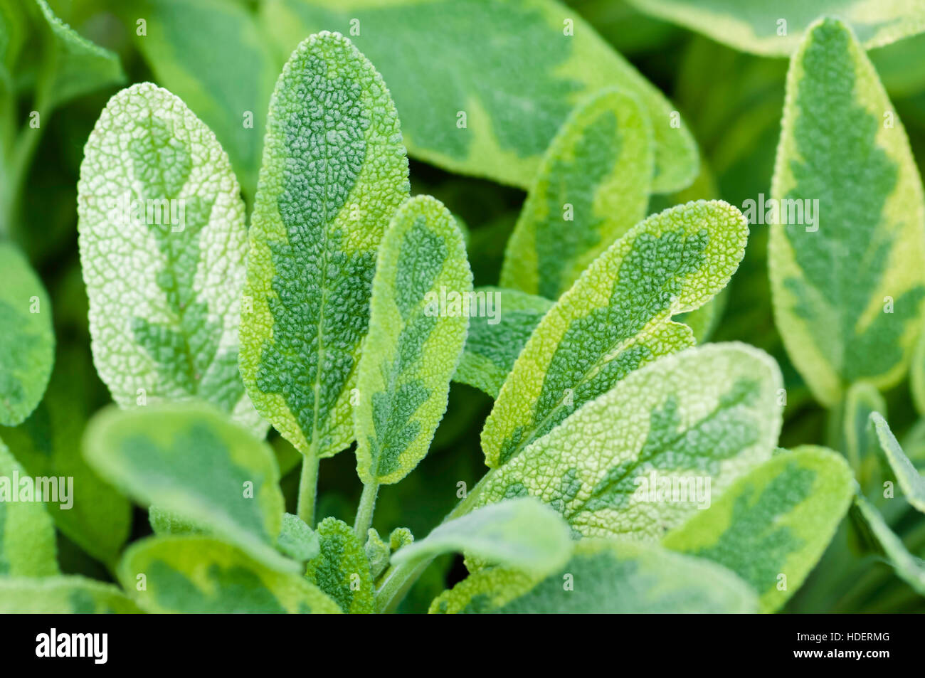 Golden leaf sage herb spice tea plant icterina officinalis salvia lamiaceae closeup Stock Photo