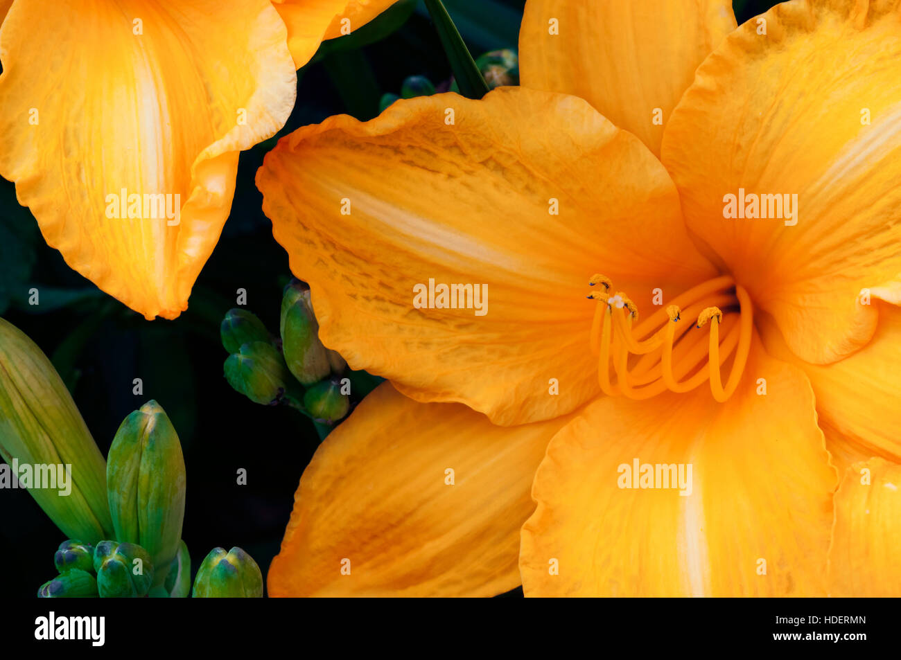 Orange lily in full bloom decorative gardening exotic tropical flower Stock Photo