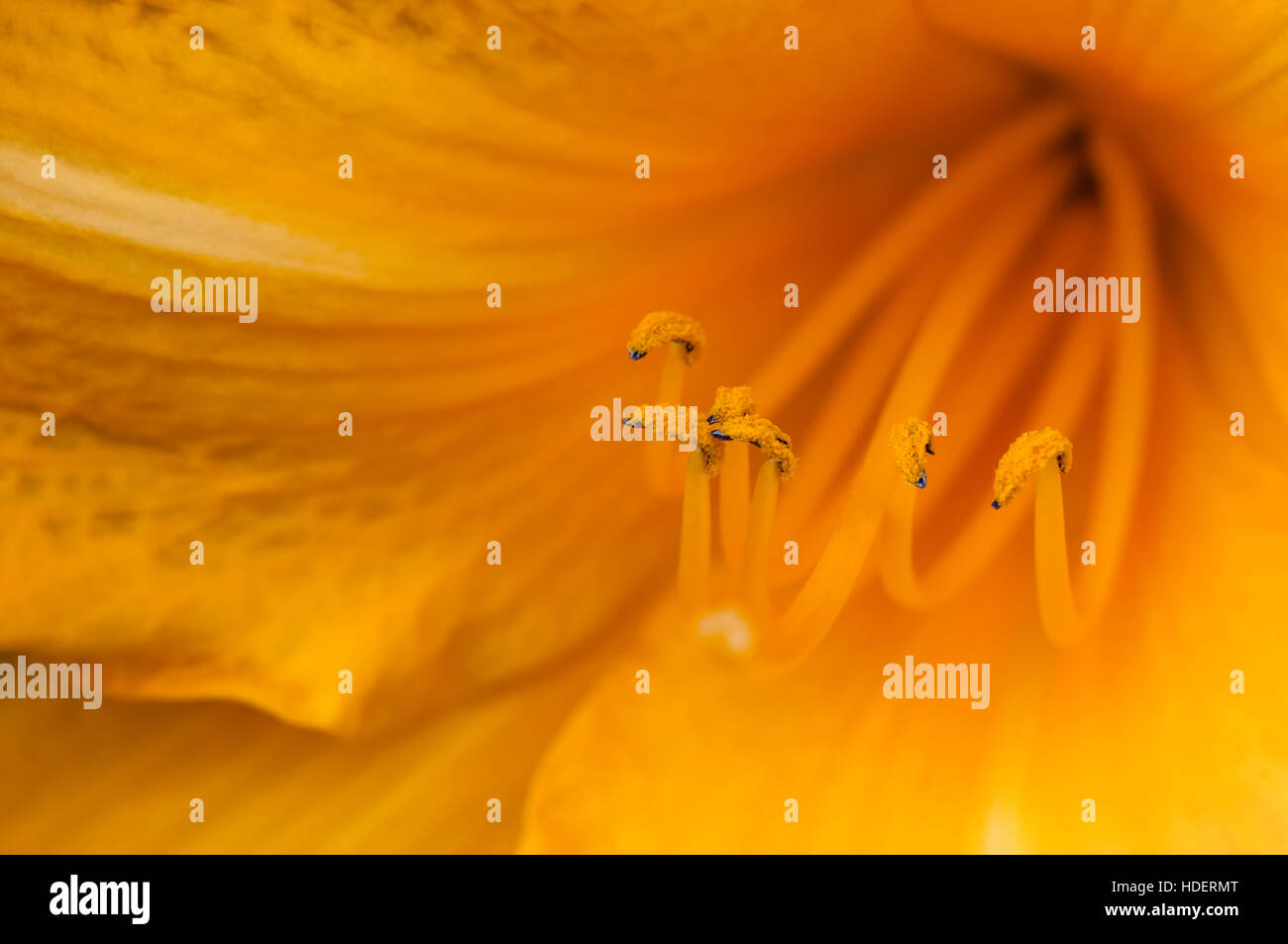 Marco shot of a orange lily stamen stigma and pollen pistils in bloom ...