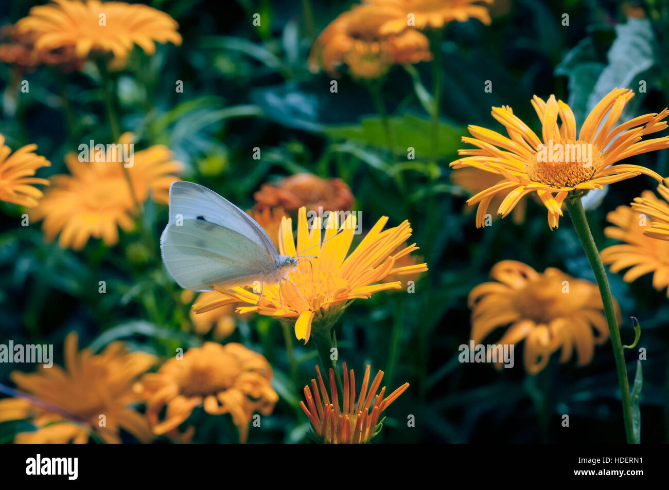 White butterfly feeding on bloom of orange daisies wildflowers in the summer time Stock Photo