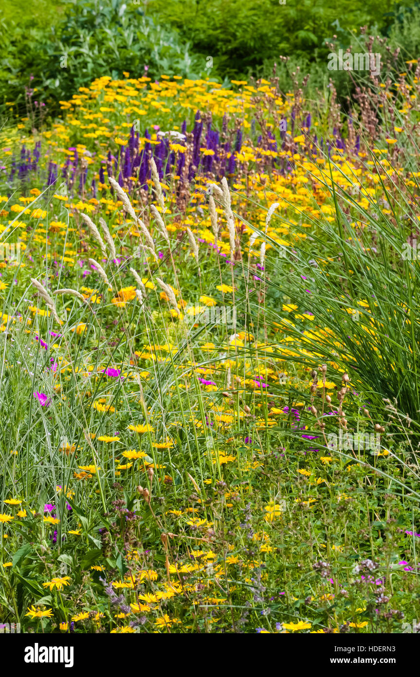 Wildflower field garden summer spring colorful plants outdoors blooming flowers Stock Photo