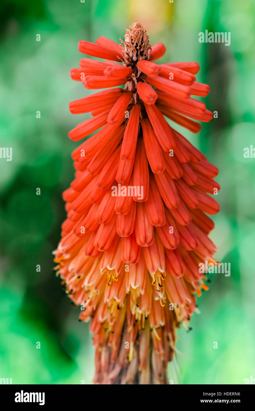 Kniphofia Northiae Octopus red-hot poker aloe flower colourful decorative plant closeup looks like a firework with full bright colours Stock Photo
