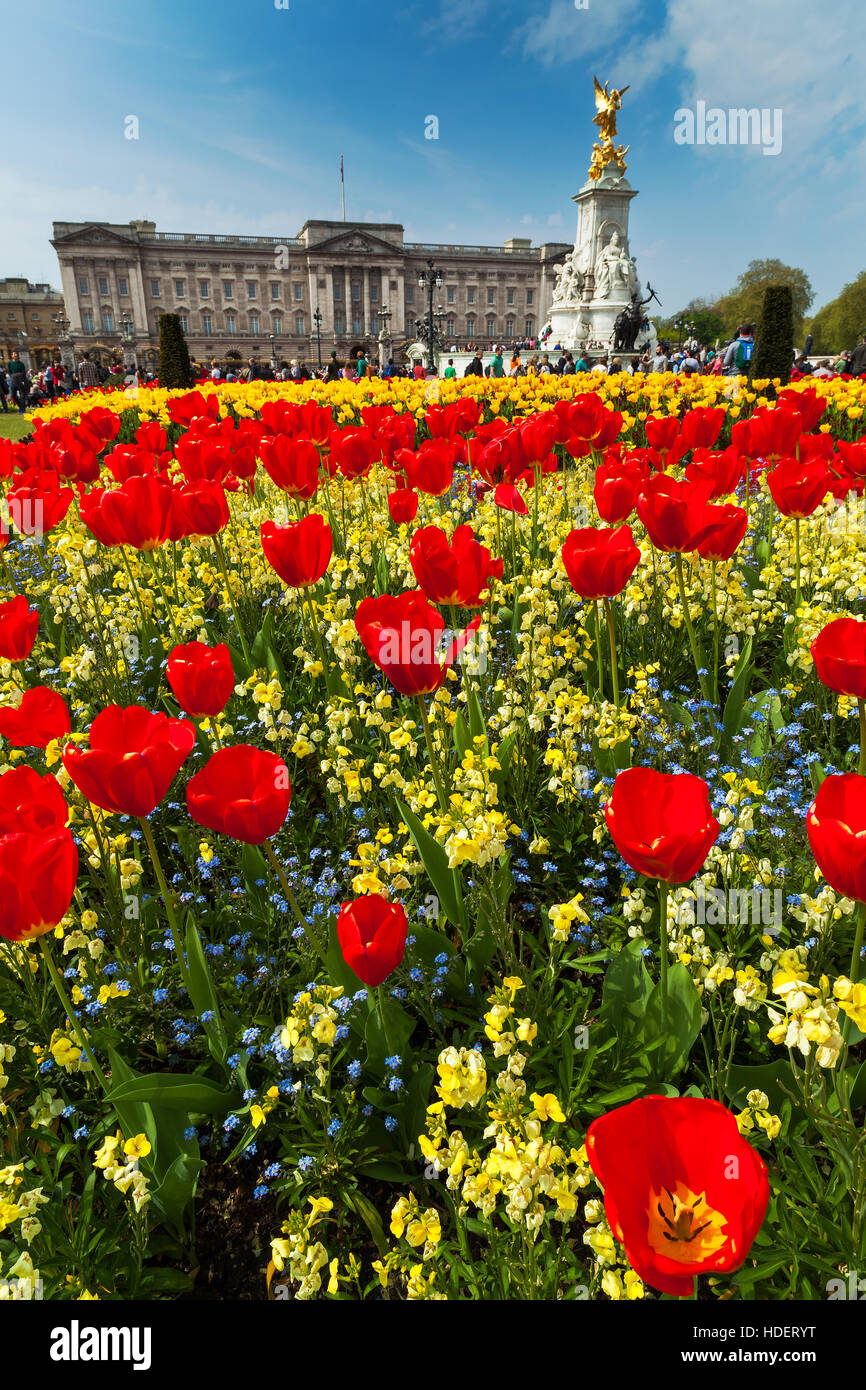Buckingham Palace in London, surrounded by tulips Stock Photo