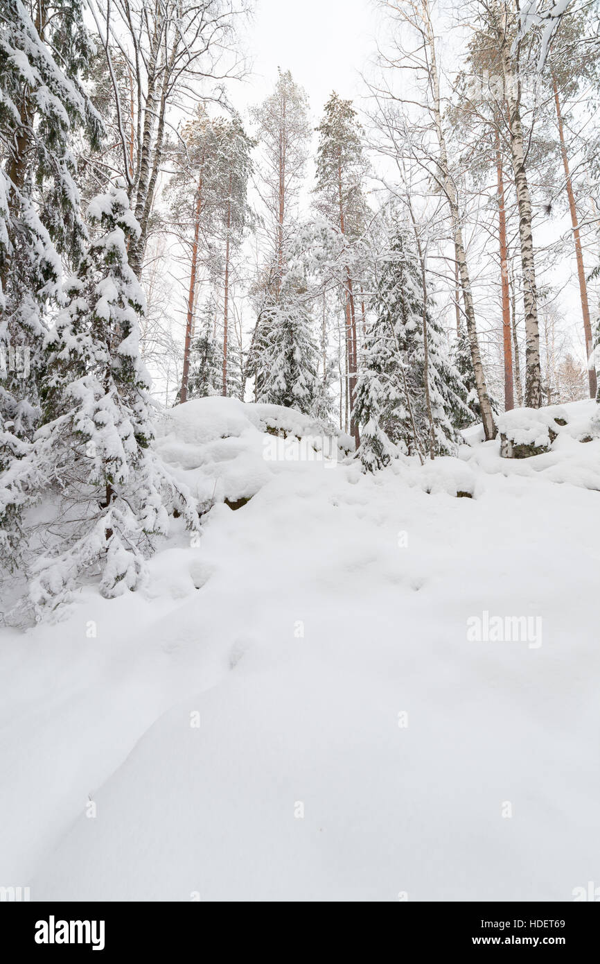 Trees in snow covered forest Stock Photo - Alamy