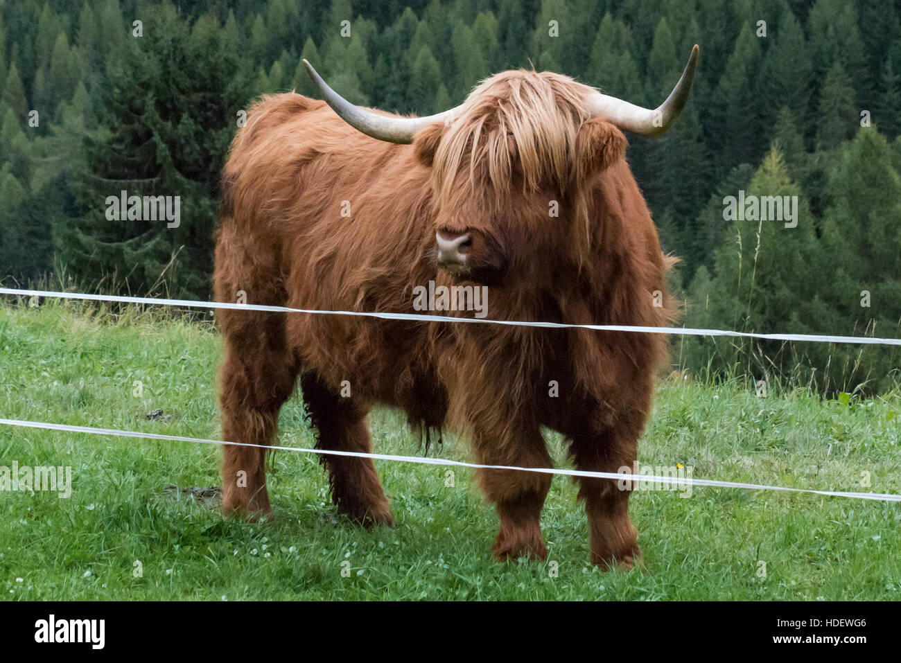 Highland cow on a meadow Stock Photo - Alamy