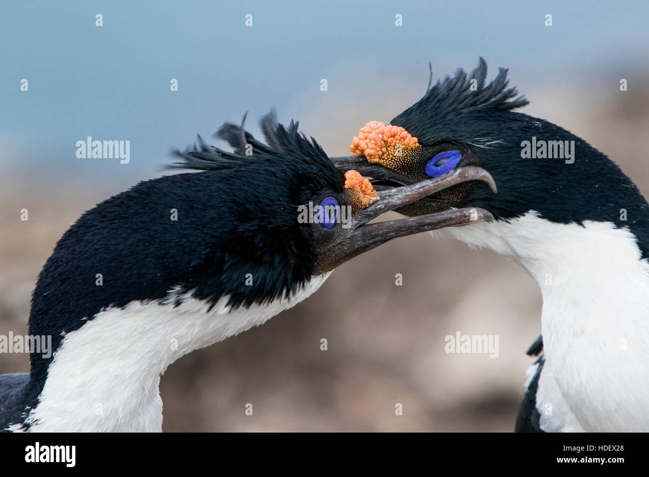 imperial shag (Phalacrocorax atriceps) close up of heads of two adults in courtship behaviour, Falkland Islands Stock Photo