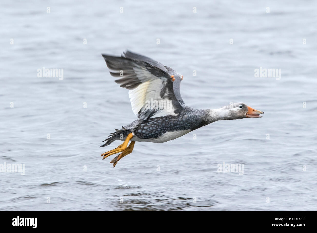 Flying steamer duck hires stock photography and images Alamy