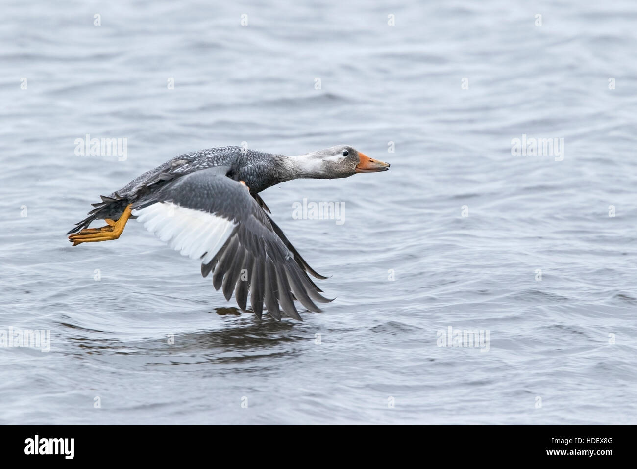 Falklands flying steamer duck (Tachyeres patachonicus) adult male