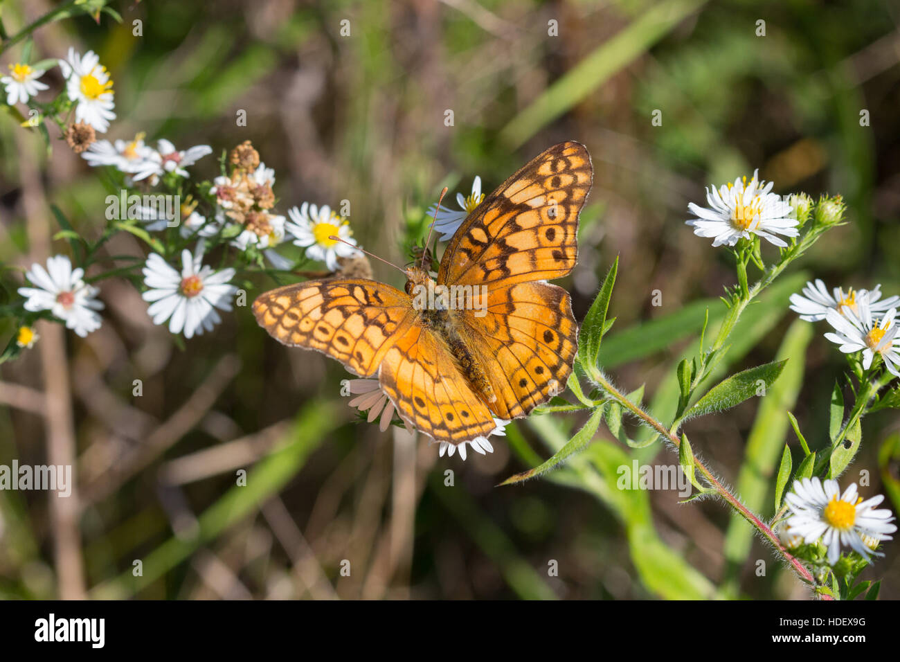 A Variegated Fritillary butterfly (Euptoieta claudia) nectaring white heath aster flower (Symphyotrichum ericoides) Stock Photo