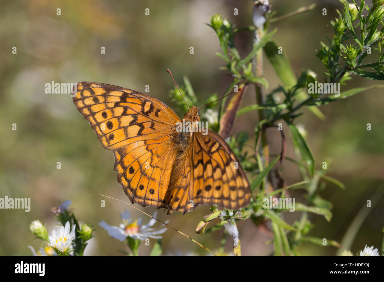 A Variegated Fritillary butterfly (Euptoieta claudia), Indiana, United States Stock Photo