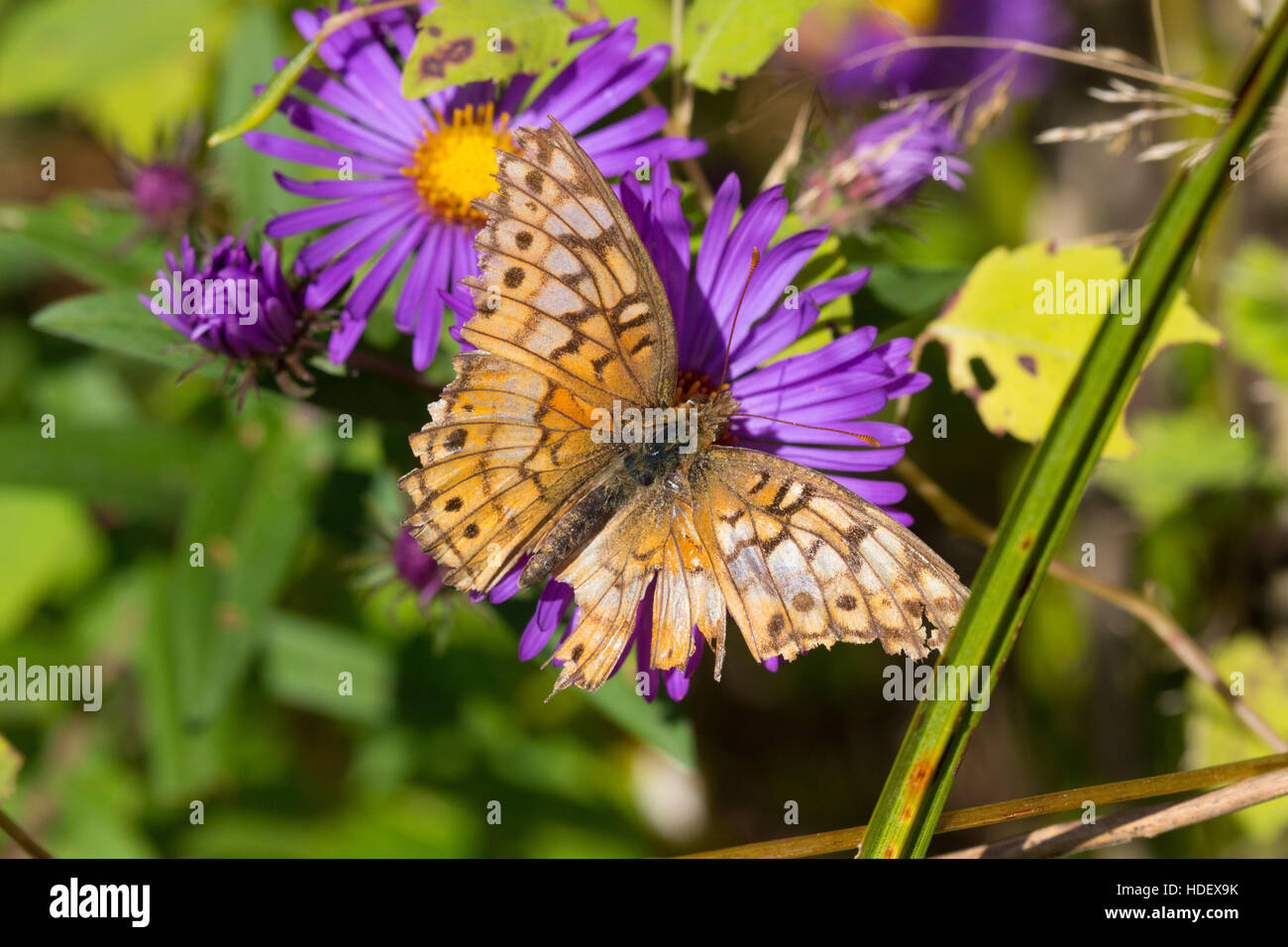 A worn Variegated Fritillary butterfly (Euptoieta claudia) nectaring on New England aster flower (Symphyotrichum novae-angliae) Stock Photo