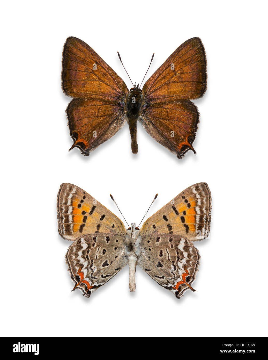 A pair of pinned and spread cutout male Tailed Copper butterflies (Lycaena arota), dorsal and ventral views Stock Photo