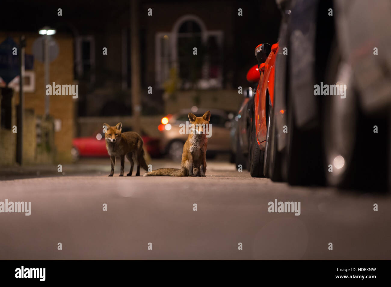 A pair of foxes on a quiet urban street in the very early hours of the morning Stock Photo