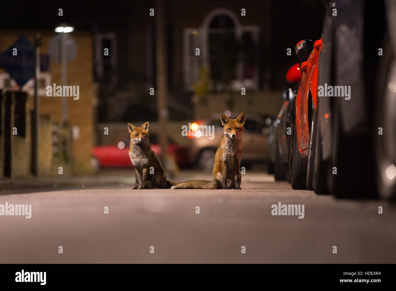 Urban foxes sat on a quiet street in the very early hours of the morning Stock Photo