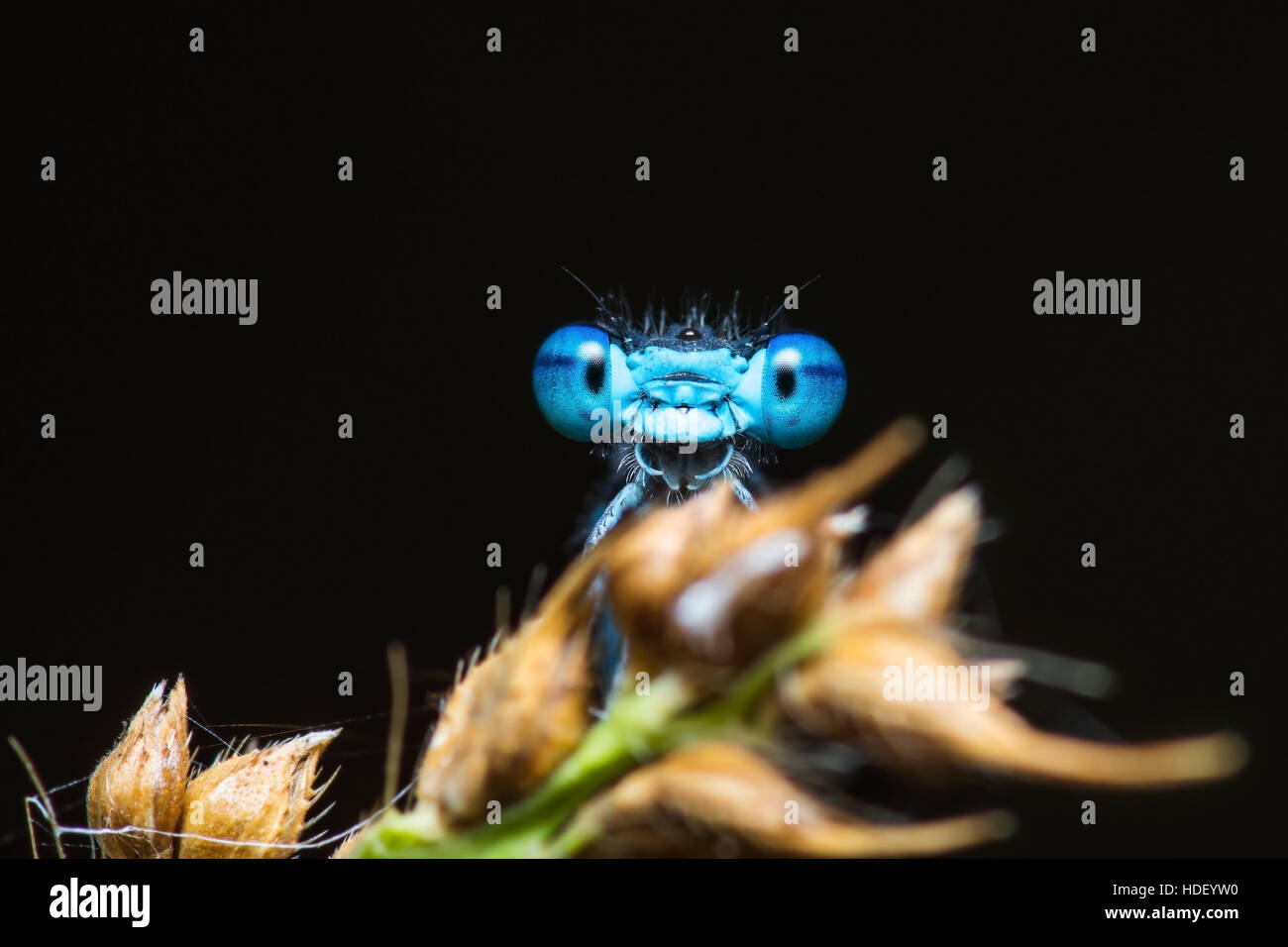 Funny Surprised Blue Dragonfly Portrait on Dark Background Stock Photo