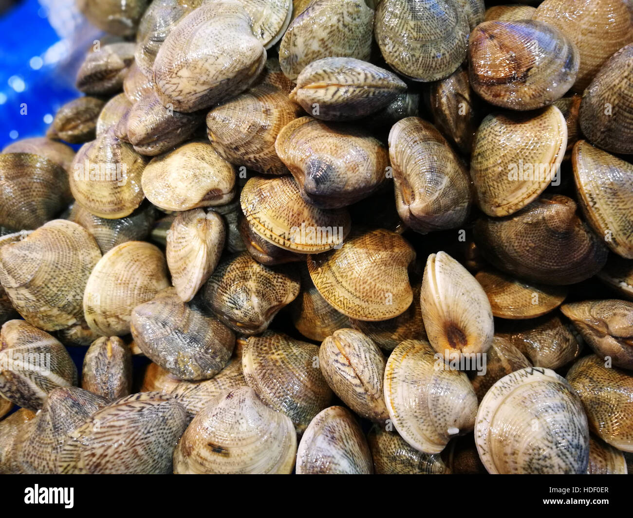 Clams on display Stock Photo - Alamy