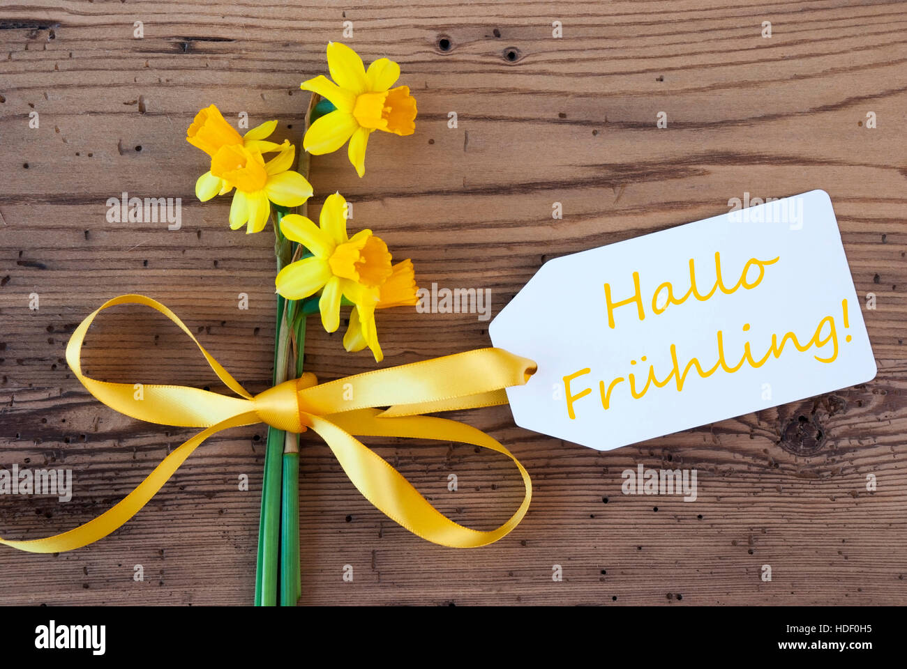Yellow Narcissus, Label, Hallo Fruehling Means Hello Spring Stock Photo