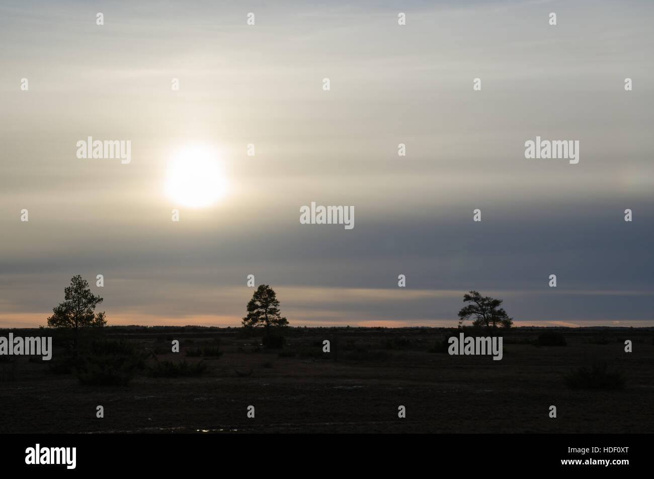 Tre silhouettes in a sullen landscape at the Great Alvar Plain at the swedish island Oland, a world heritage Stock Photo