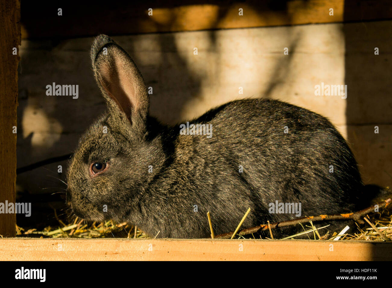 domestic rabbit, straw bedding in hutch, bunny, kit, kitten, nestling