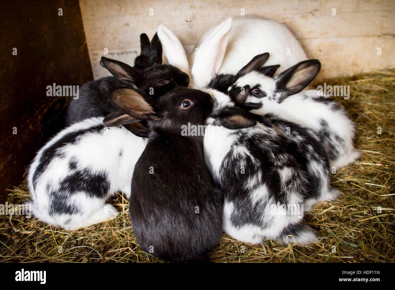 domestic rabbit, straw bedding in hutch, bunny, kit, kitten, nestling