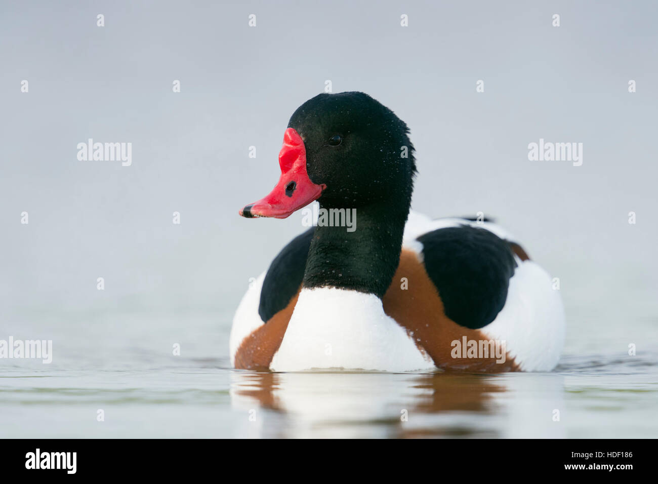 Shelduck / Brandgans ( Tadorna tadorna ), male in colorful breeding dress, swims close by, frontal low point of view, wildlife. Stock Photo